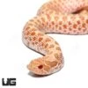 Baby Albino “Mondo” Line Western Hognose Snake