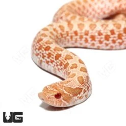 Baby Albino “Mondo” Line Western Hognose Snake