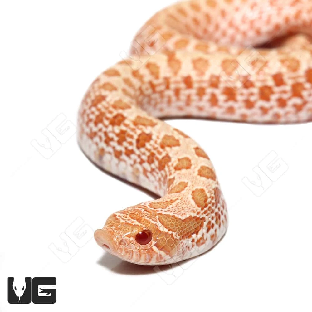 Baby Albino “Mondo” Line Western Hognose Snake