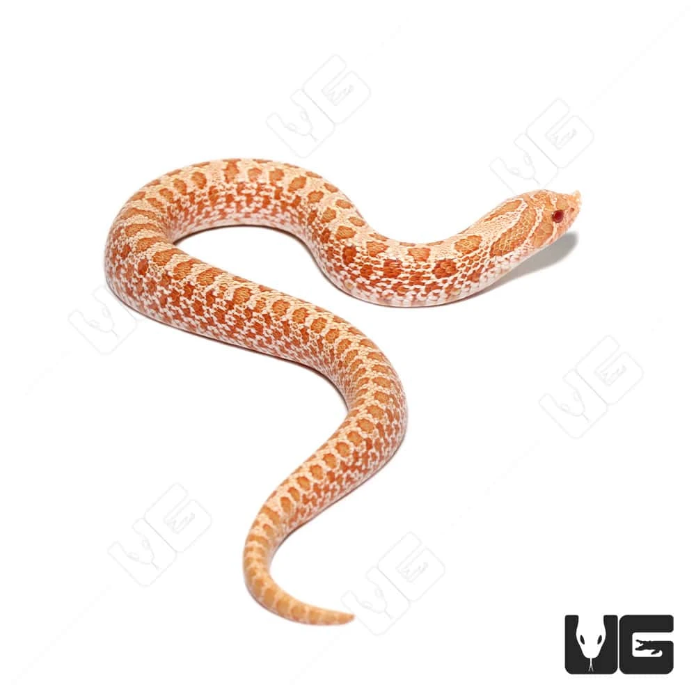 Baby Albino “Mondo” Line Western Hognose Snake - Image 5