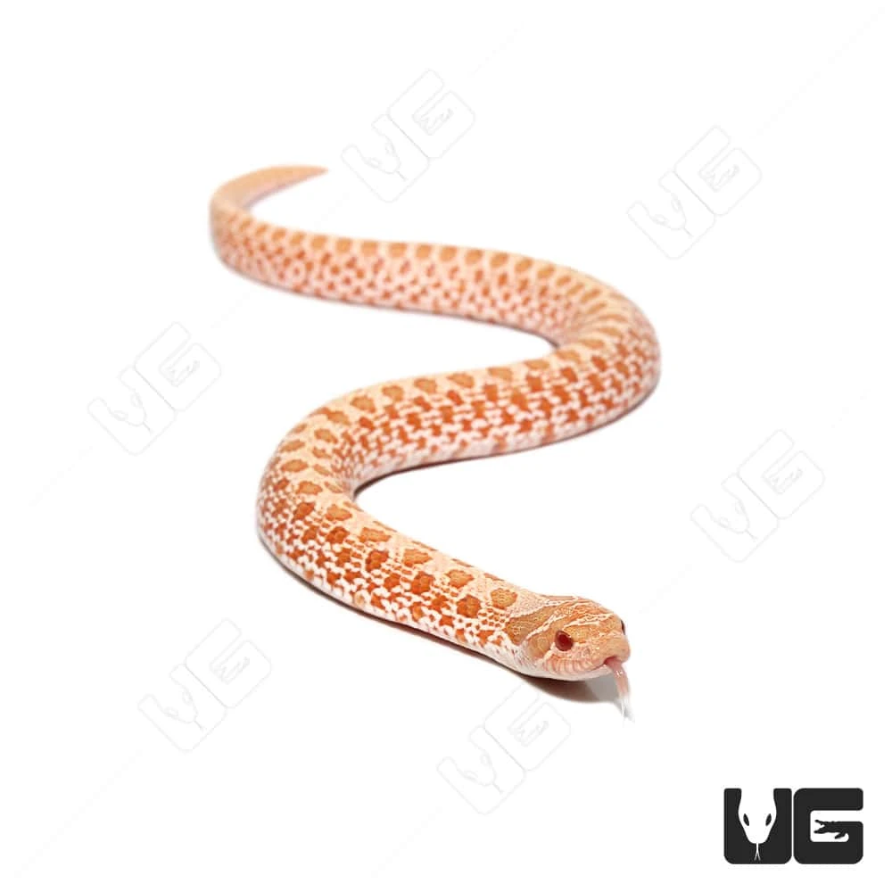 Baby Albino “Mondo” Line Western Hognose Snake - Image 4