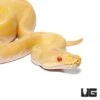 Baby Female Albino Pinstripe Ball Python