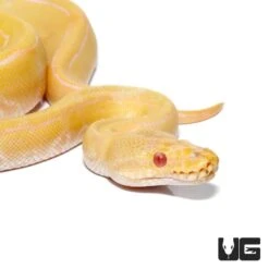 Baby Female Albino Pinstripe Ball Python