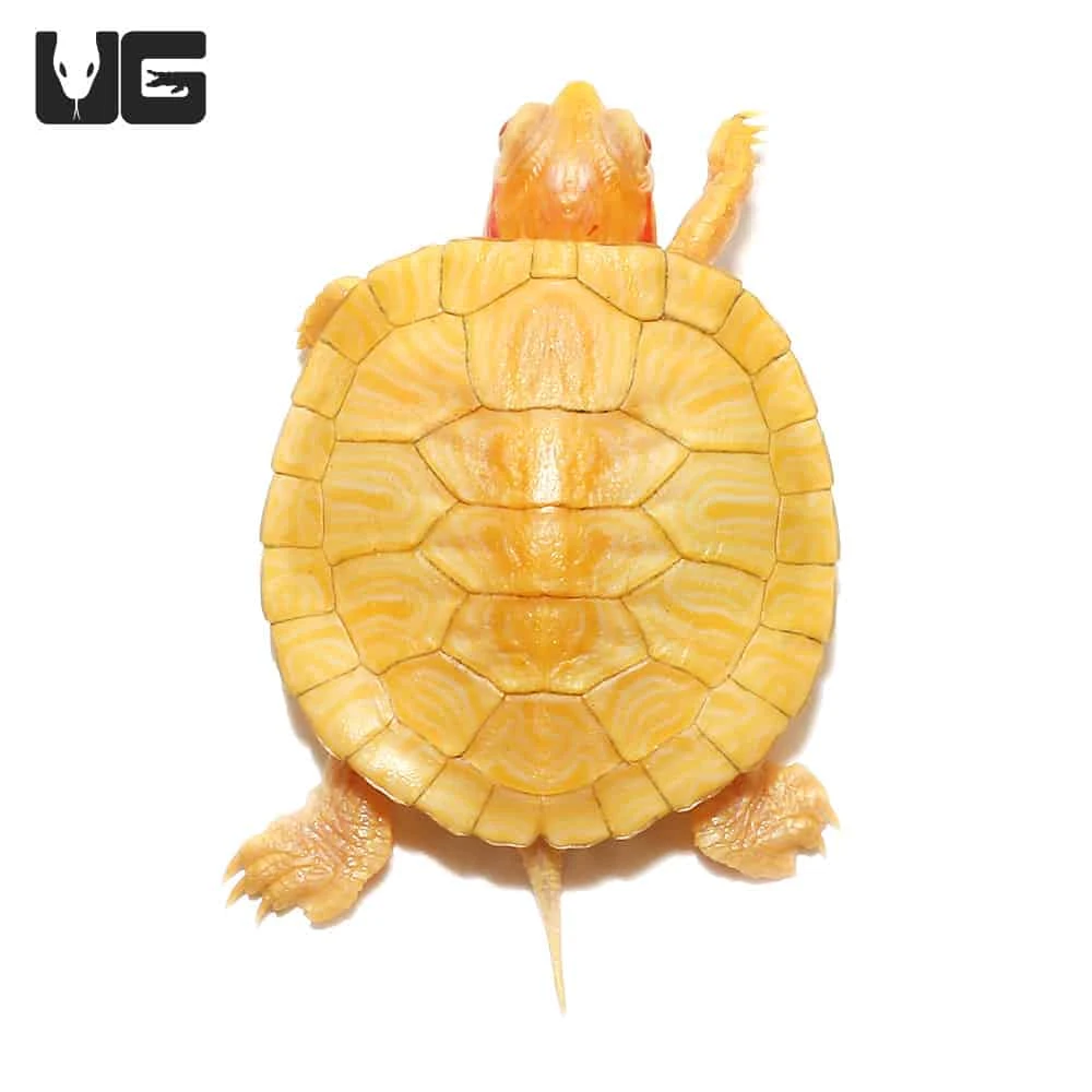Baby Albino Red Ear Slider Turtle - Image 2