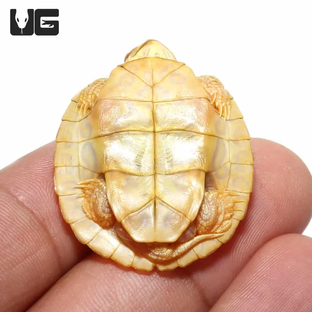 Baby Albino Red Ear Slider Turtle - Image 4