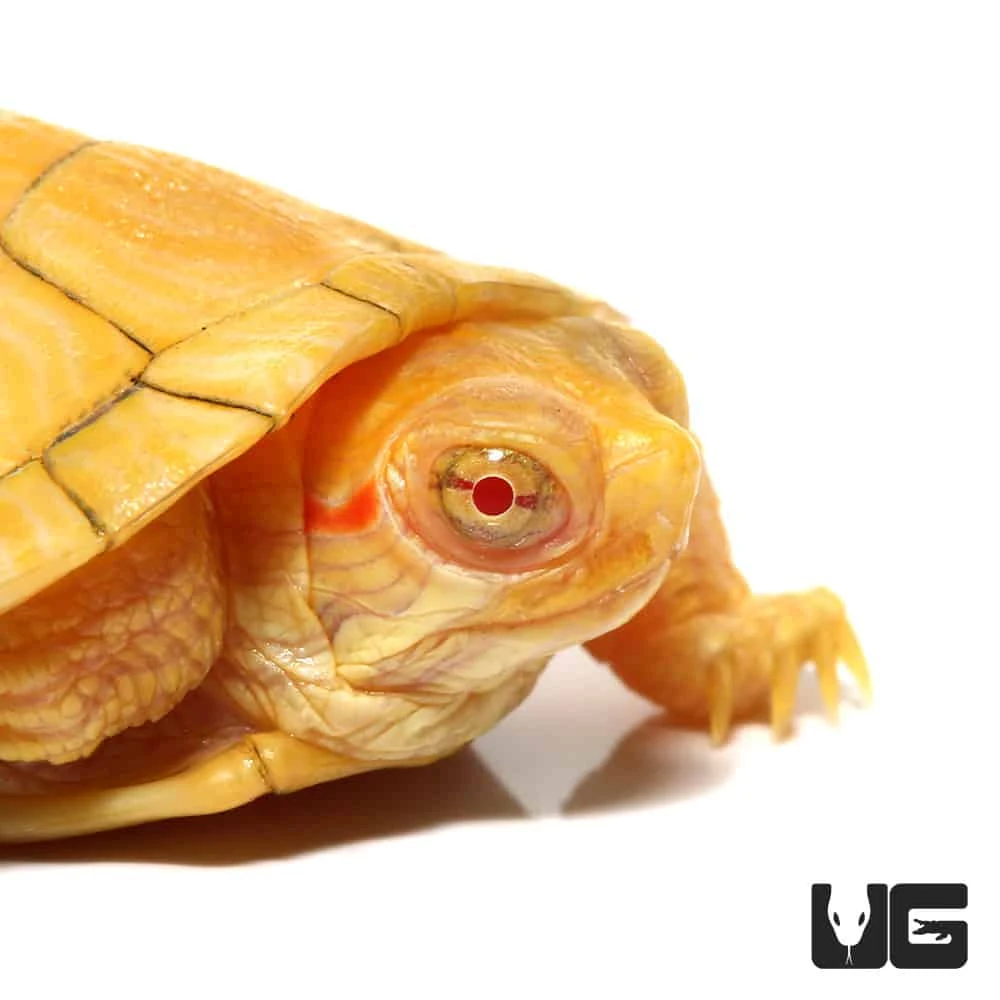 Baby Albino Red Ear Slider Turtle
