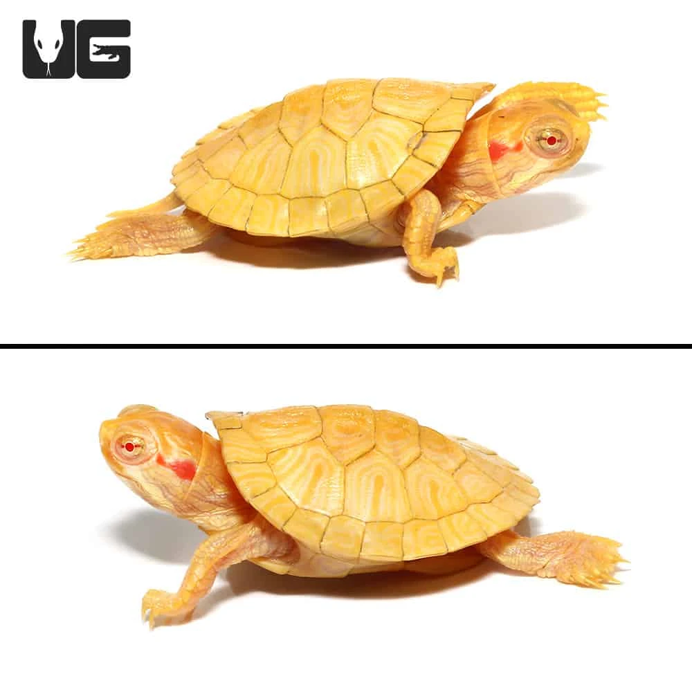 Baby Albino Red Ear Slider Turtle - Image 3