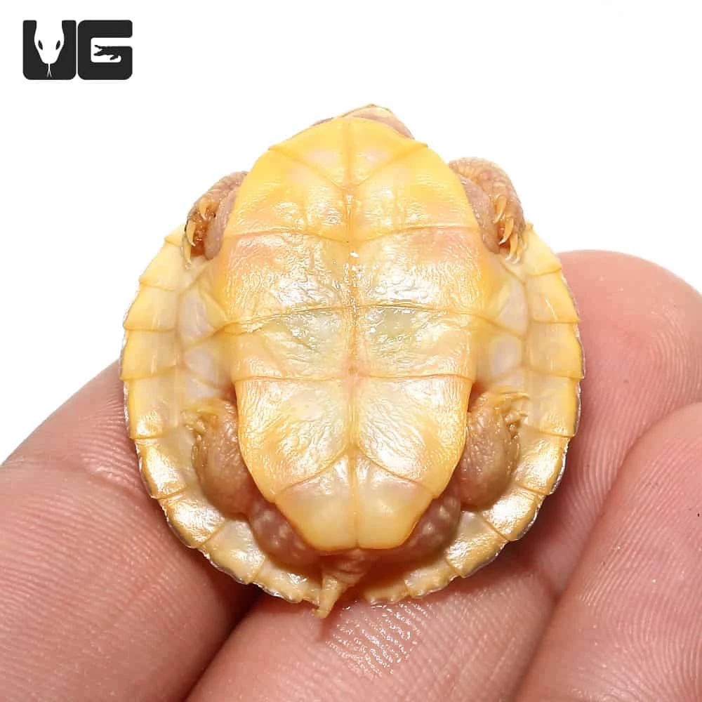Baby Albino Red Ear Slider Turtle (Split Scute) - Image 4