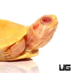Baby Albino Red Ear Slider Turtle (Split Scute)