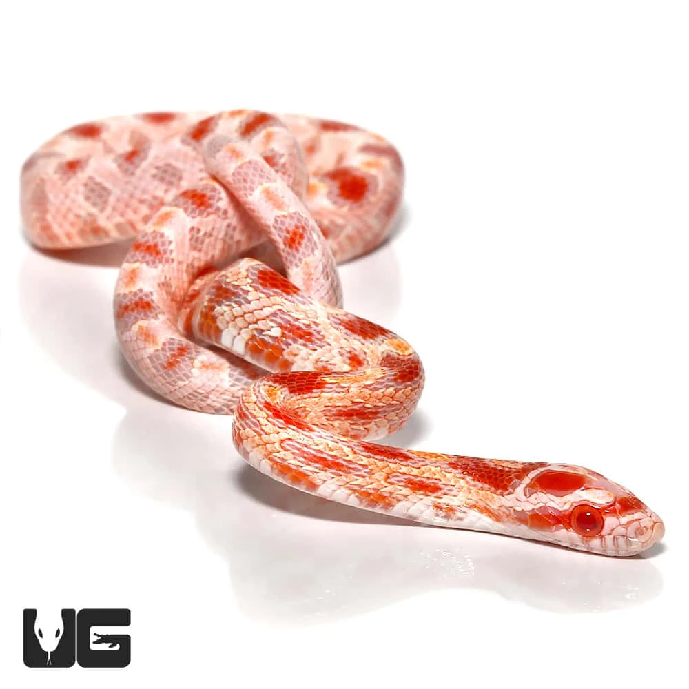 Baby Amel Reverse Okeetee Cornsnake - Image 2