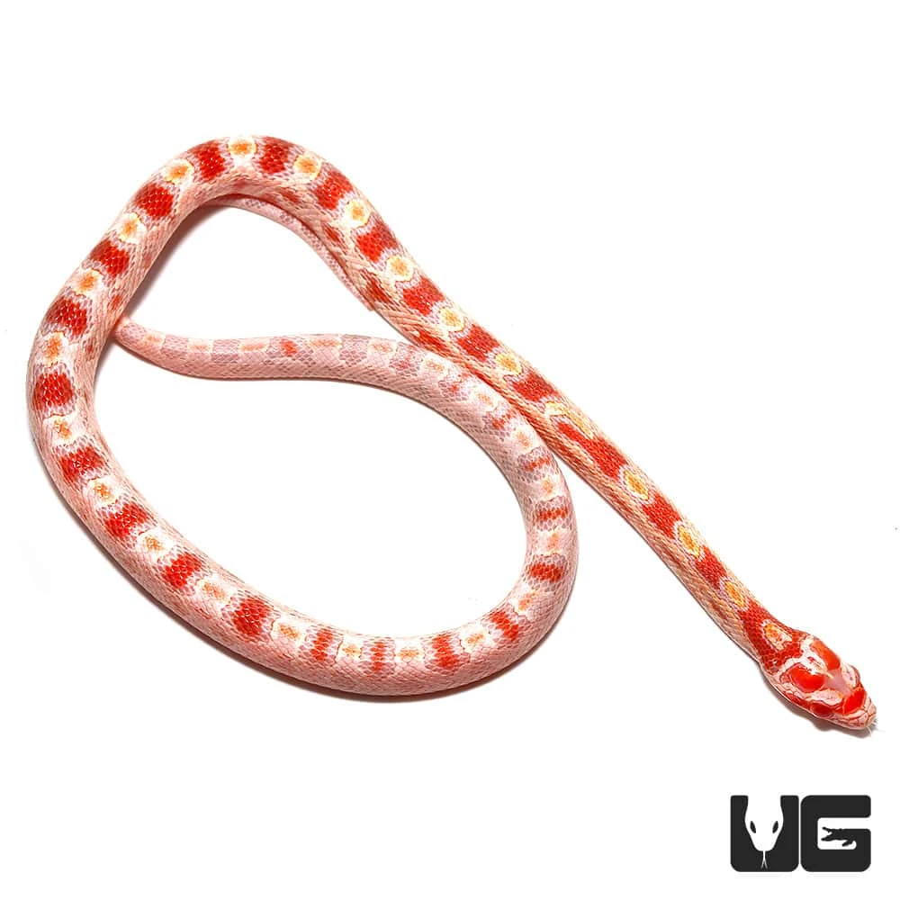 Baby Amel Reverse Okeetee Cornsnake - Image 3