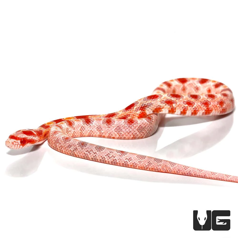 Baby Amel Reverse Okeetee Cornsnake - Image 4