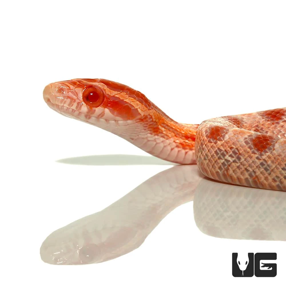 Baby Amel Reverse Okeetee Cornsnake