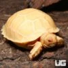 Baby Albino Sulcata Tortoise