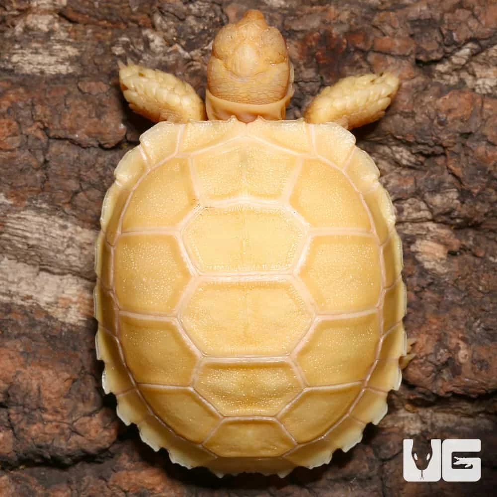 Baby Albino Sulcata Tortoise - Image 2