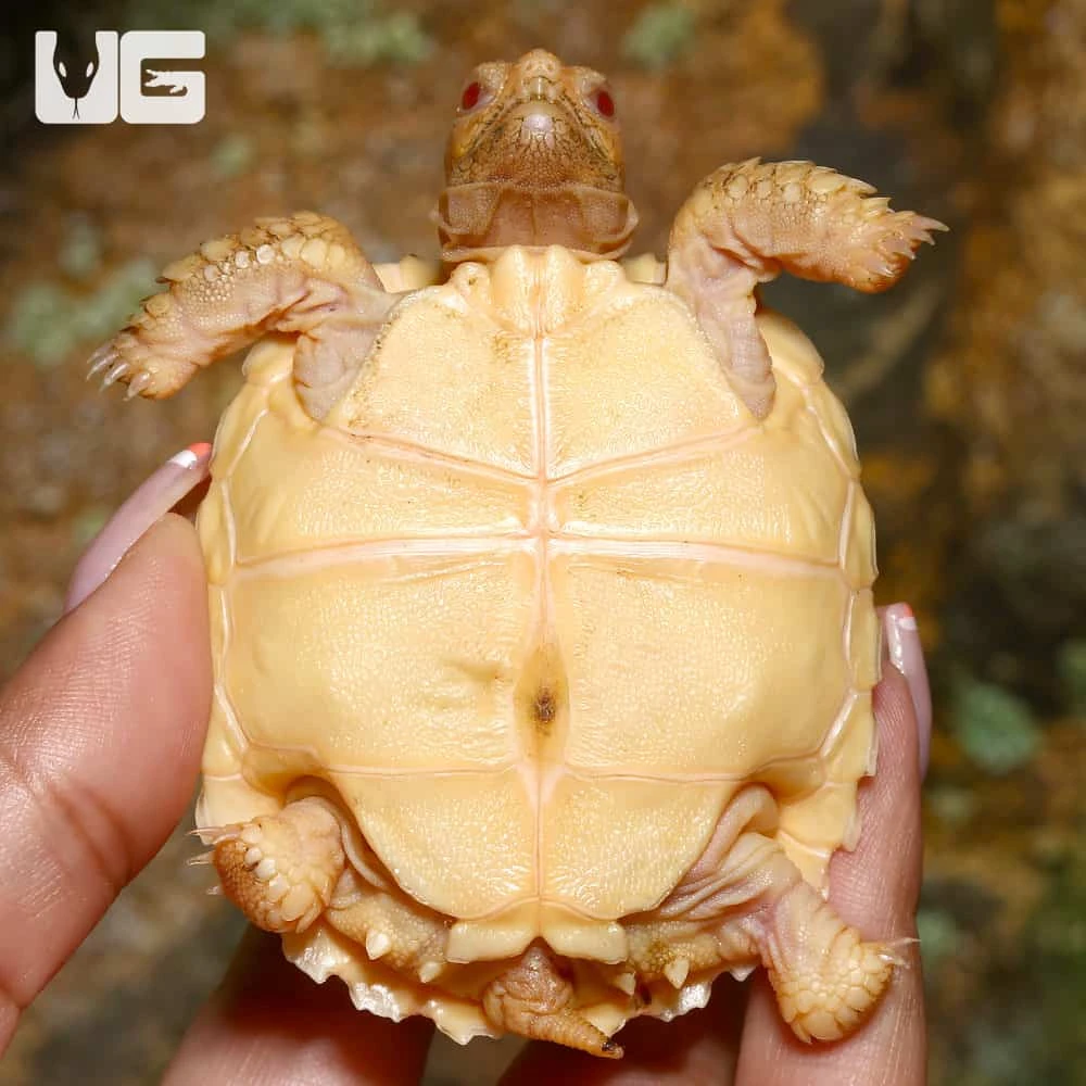 Baby Albino Sulcata Tortoise - Image 3