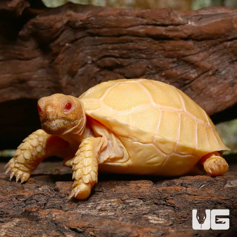 Baby Albino Sulcata Tortoise - Image 4