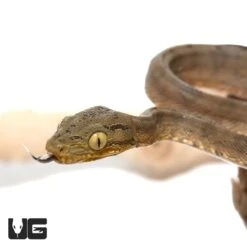 C.B. Baby Amazon Tree Boa