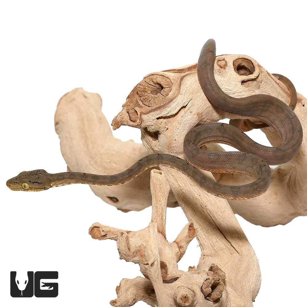 C.B. Baby Amazon Tree Boa - Image 2