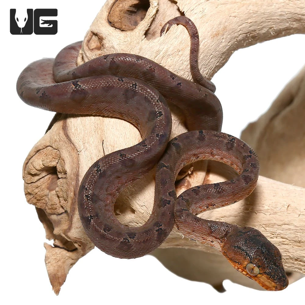 C.B. Baby Amazon Tree Boa - Image 3