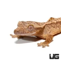 Baby Amber Harlequin Crested Gecko