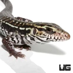 Baby Anery Red Tegu