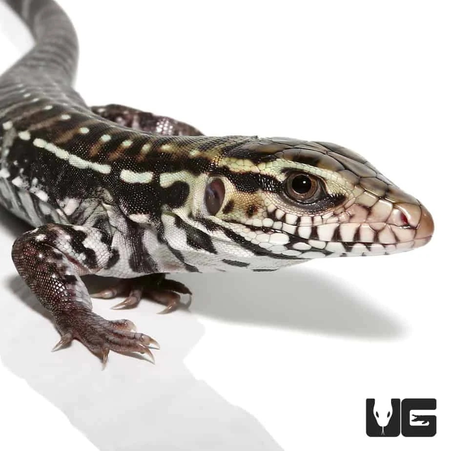 Baby Anery Red Tegu