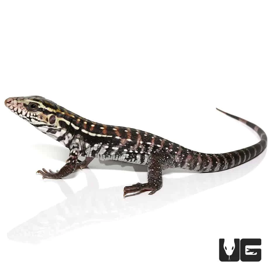 Baby Anery Red Tegu - Image 2