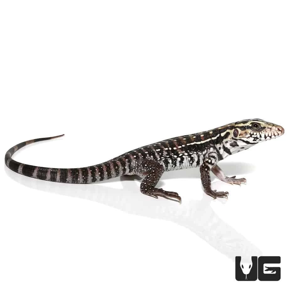Baby Anery Red Tegu - Image 3