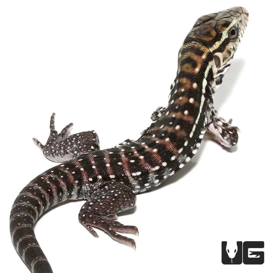 Baby Anery Red Tegu - Image 4
