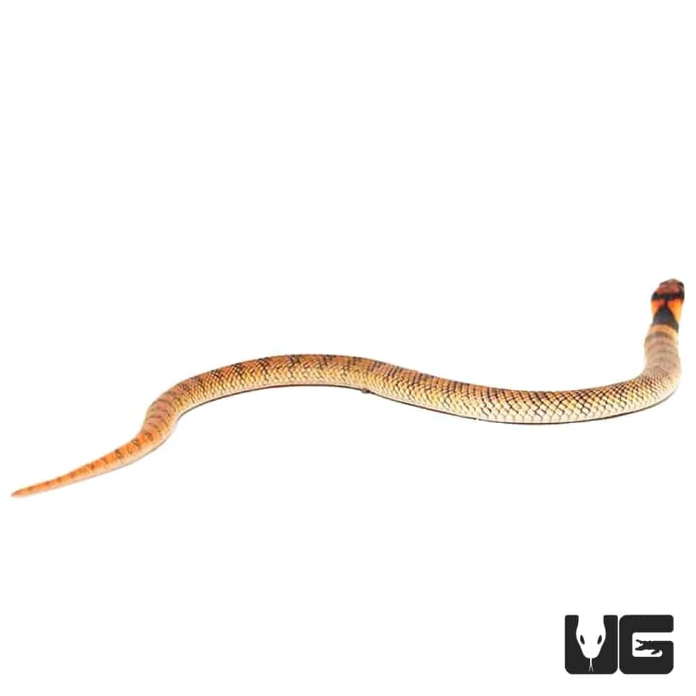 Baby Angolan Coral Cobra - Image 2