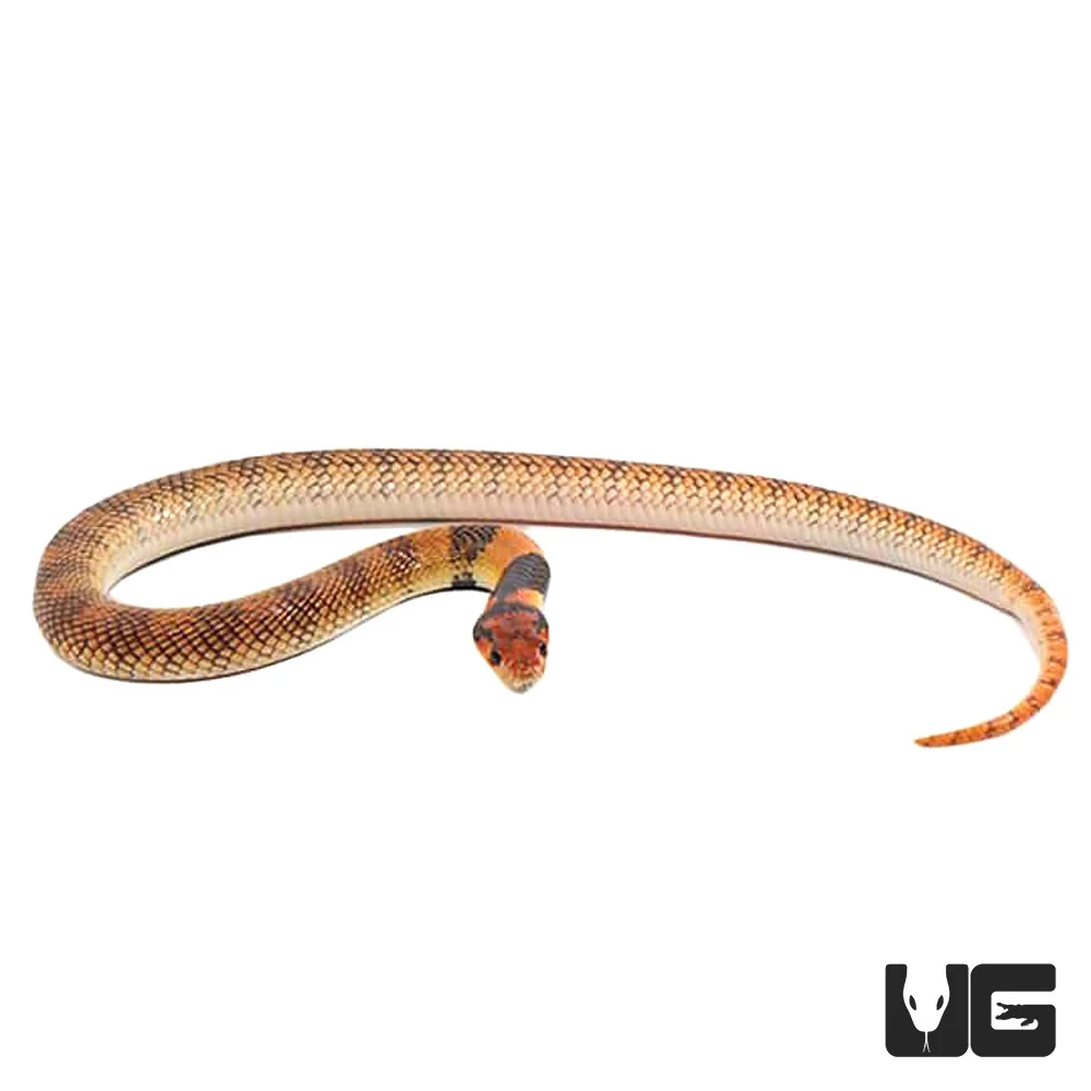 Baby Angolan Coral Cobra - Image 3