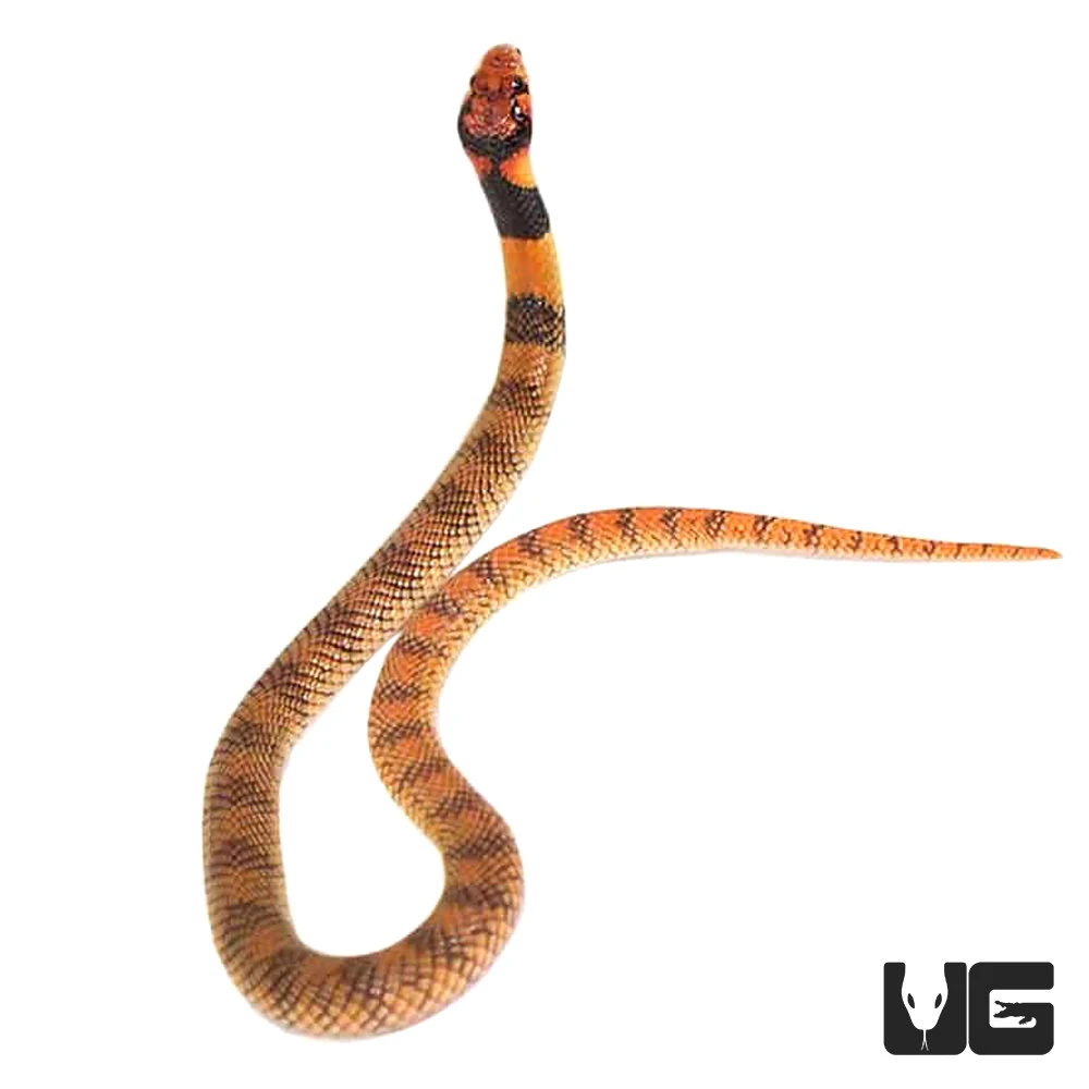 Baby Angolan Coral Cobra - Image 4
