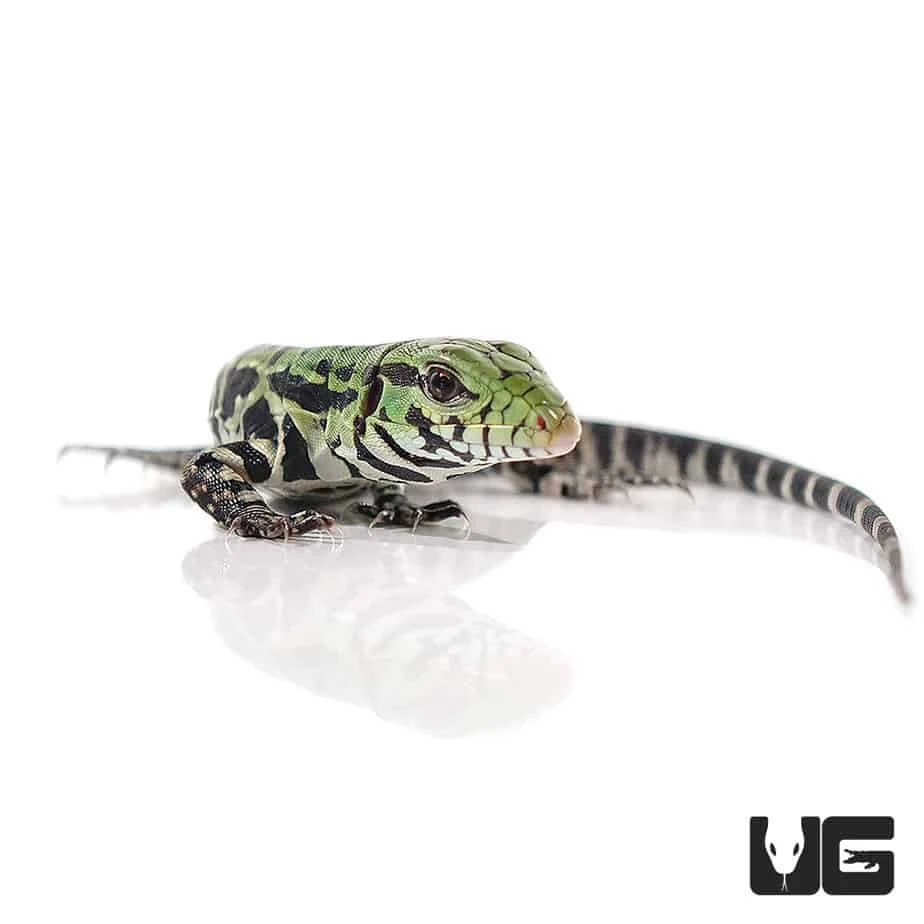 Baby Argentine Black And White Tegu