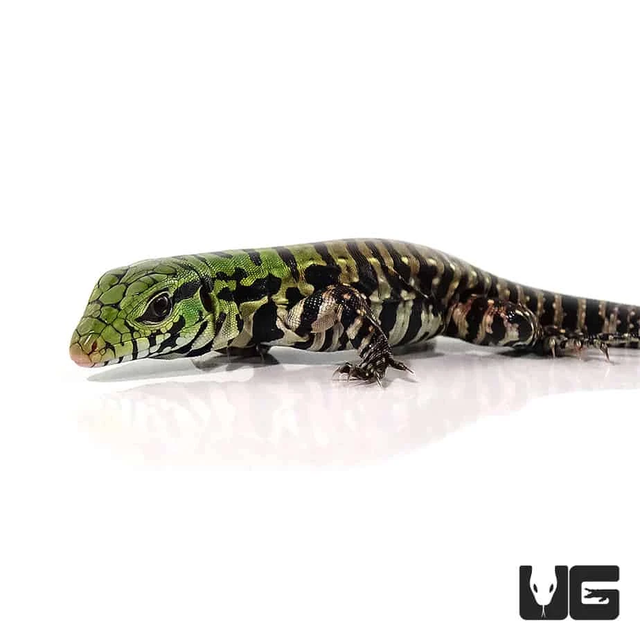 Baby Argentine Black And White Tegu - Image 2