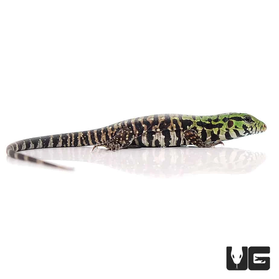 Baby Argentine Black And White Tegu - Image 4
