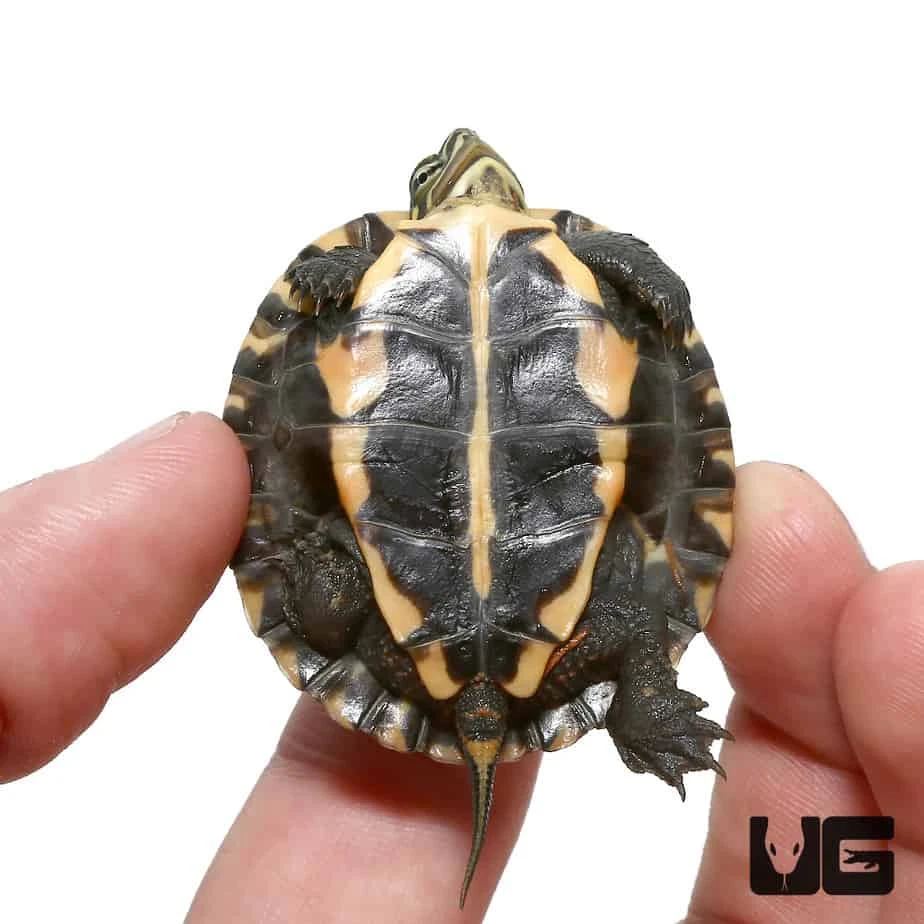 Baby Asian Yellow Pond Turtle - Image 3