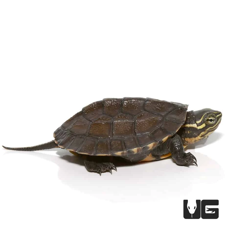 Baby Asian Yellow Pond Turtle - Image 4