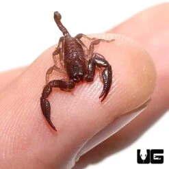 Baby Australian Rainforest Scorpion