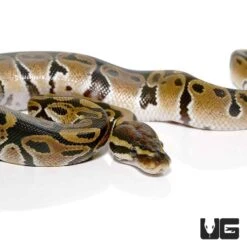 Baby Ball Python Het VPI Axanthic