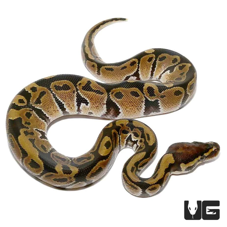 Baby Ball Python Het VPI Axanthic - Image 2