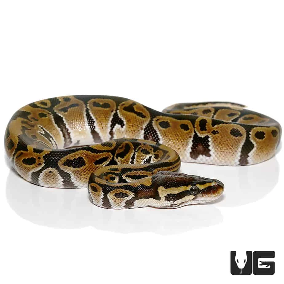 Baby Ball Python Het VPI Axanthic - Image 3