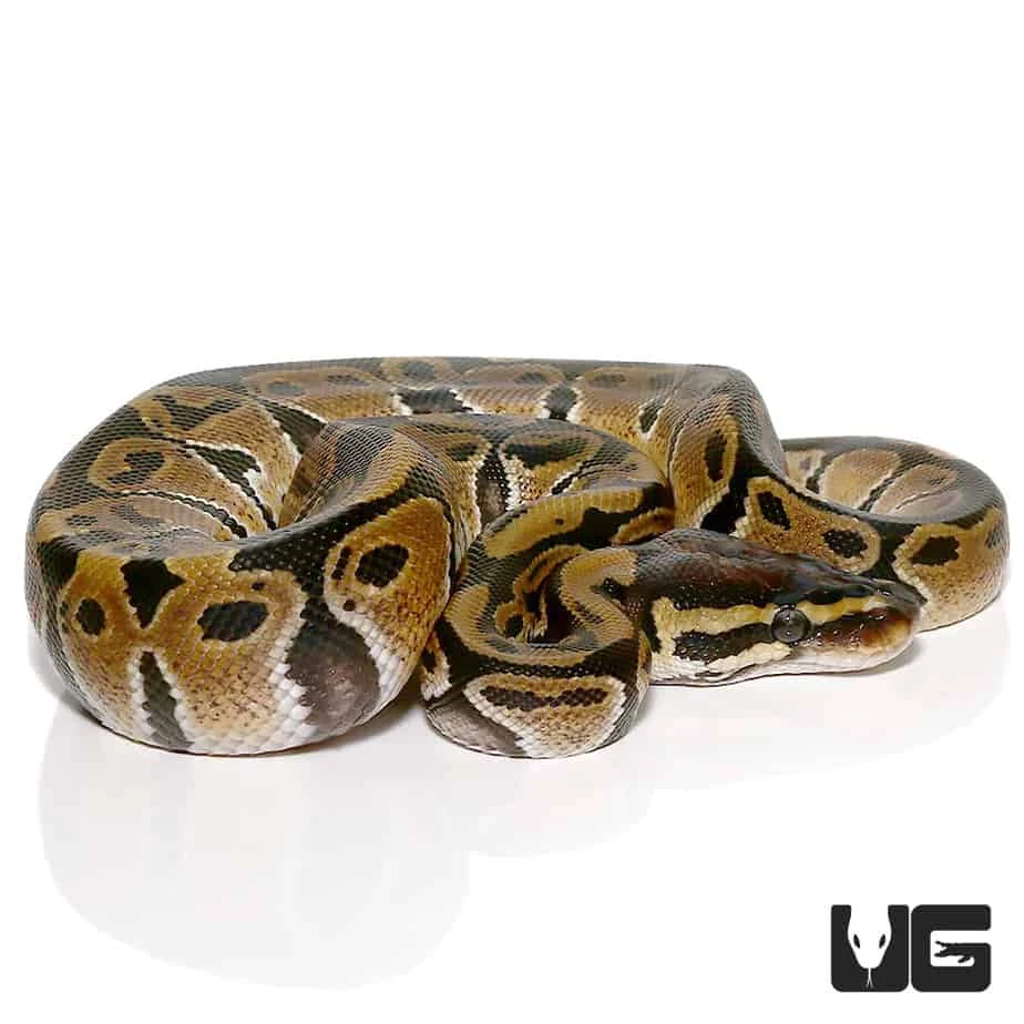 Baby Ball Python Het VPI Axanthic - Image 4