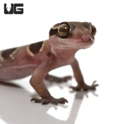 Baby Banded Leaf Toe Gecko