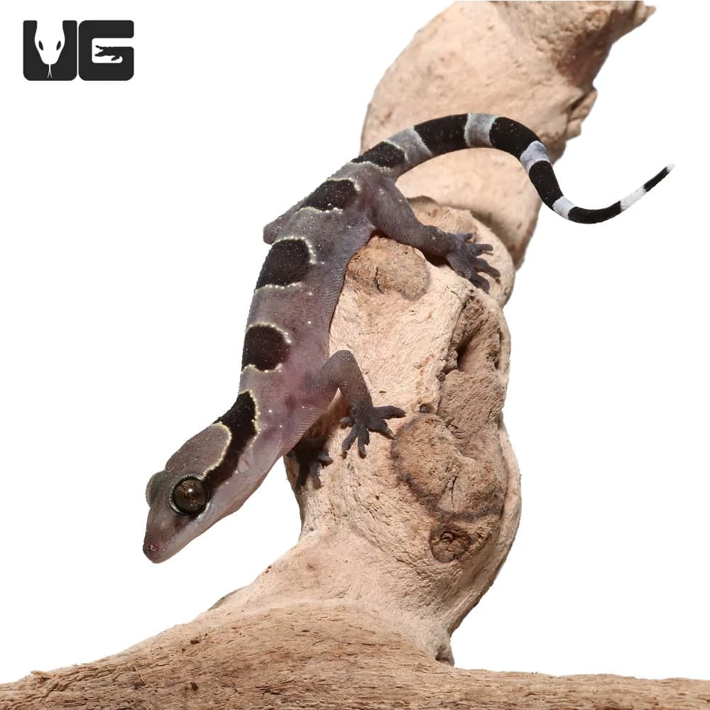 Baby Banded Leaf Toe Gecko - Image 3