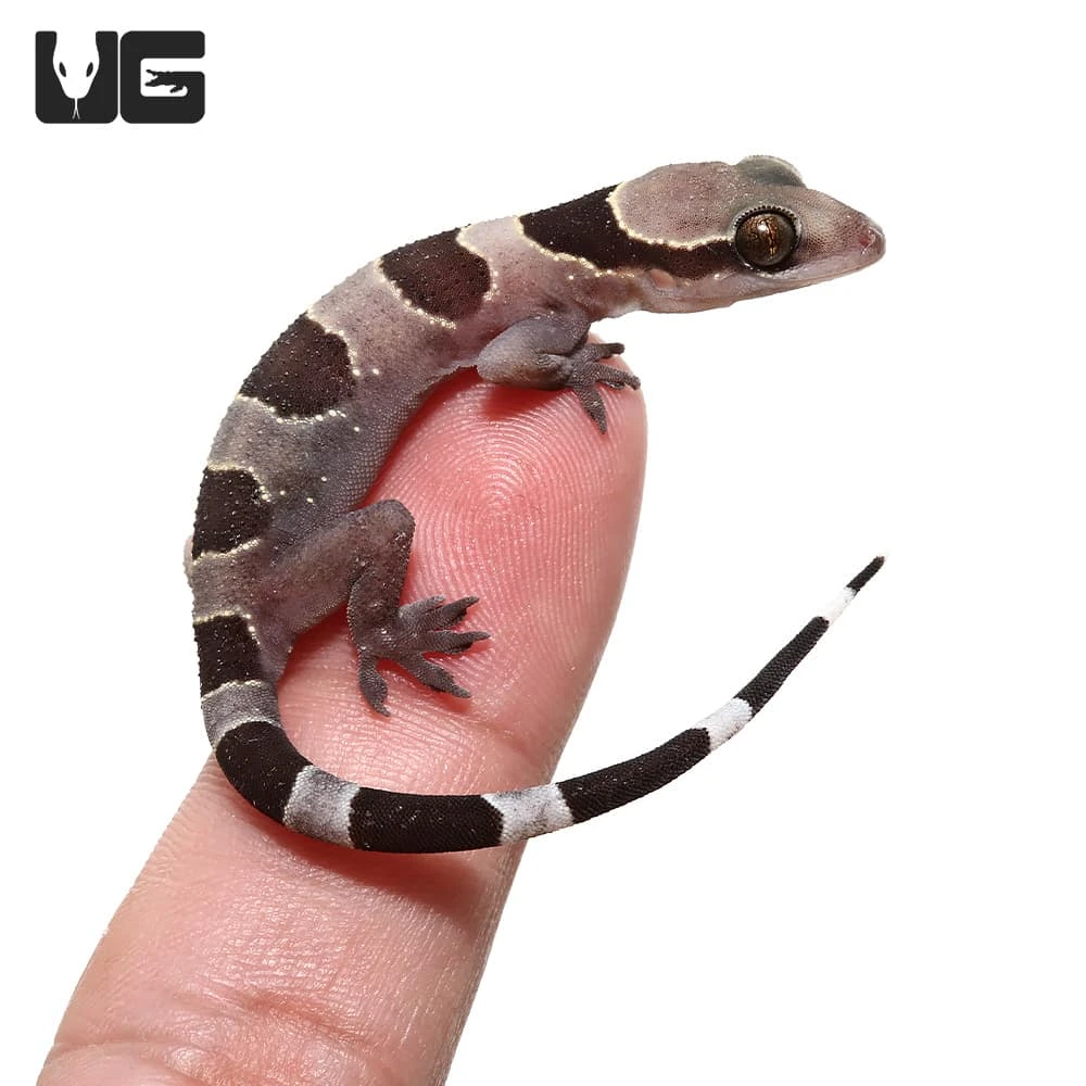 Baby Banded Leaf Toe Gecko - Image 2