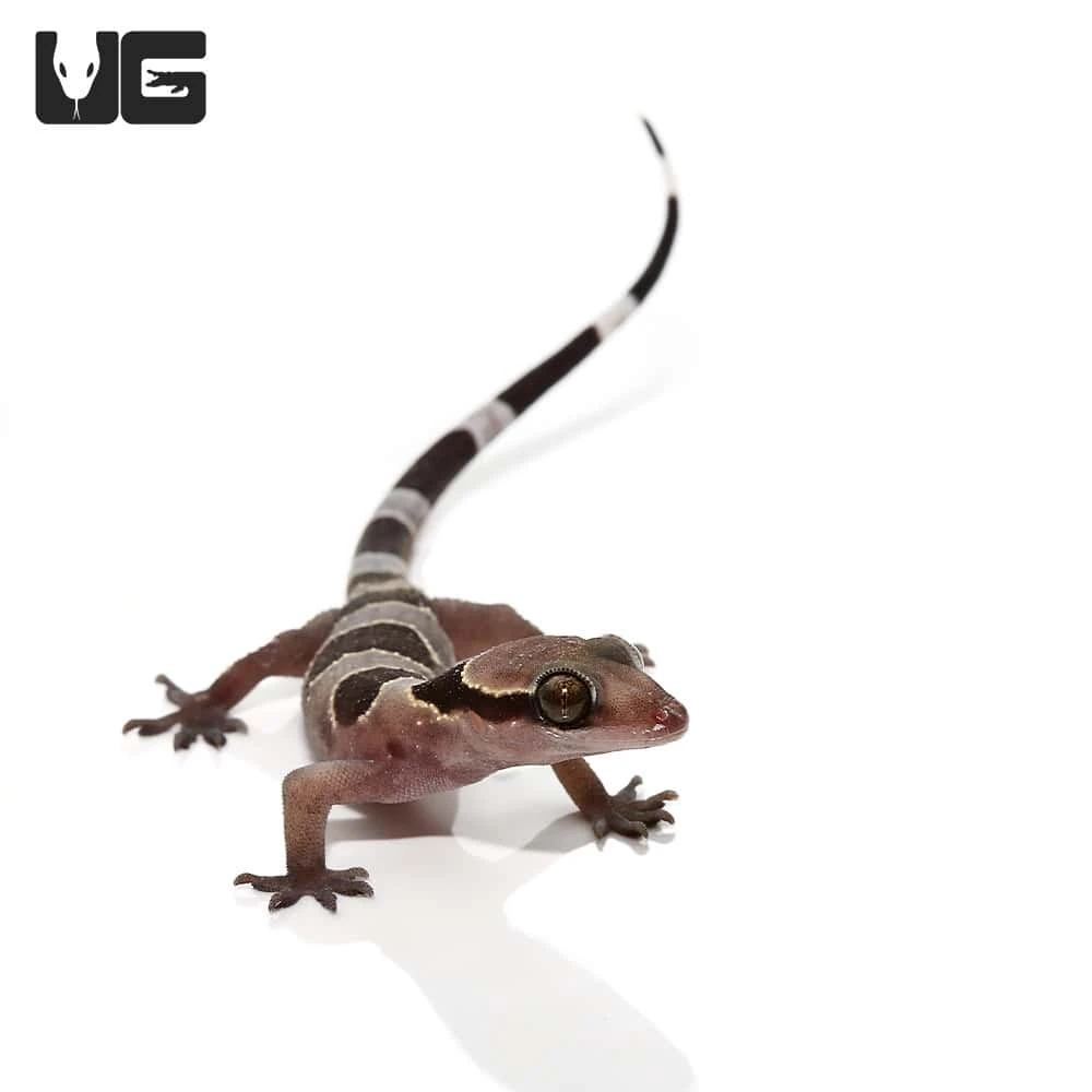 Baby Banded Leaf Toe Gecko - Image 4