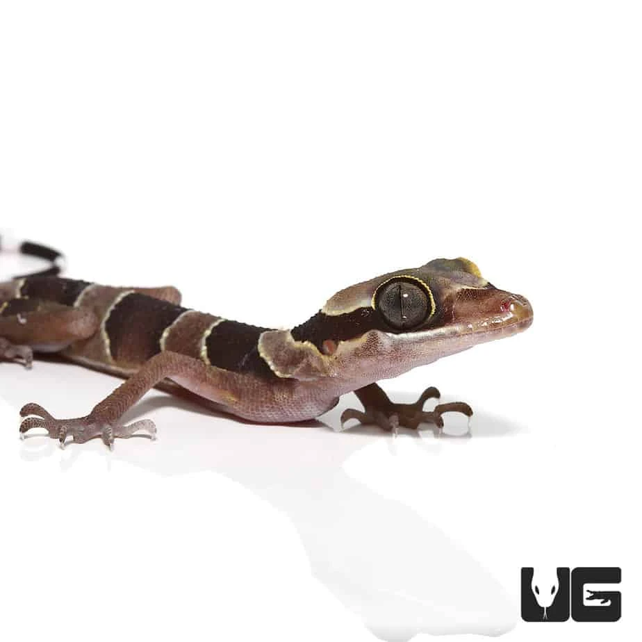 Baby Bintang Slender Toed Gecko