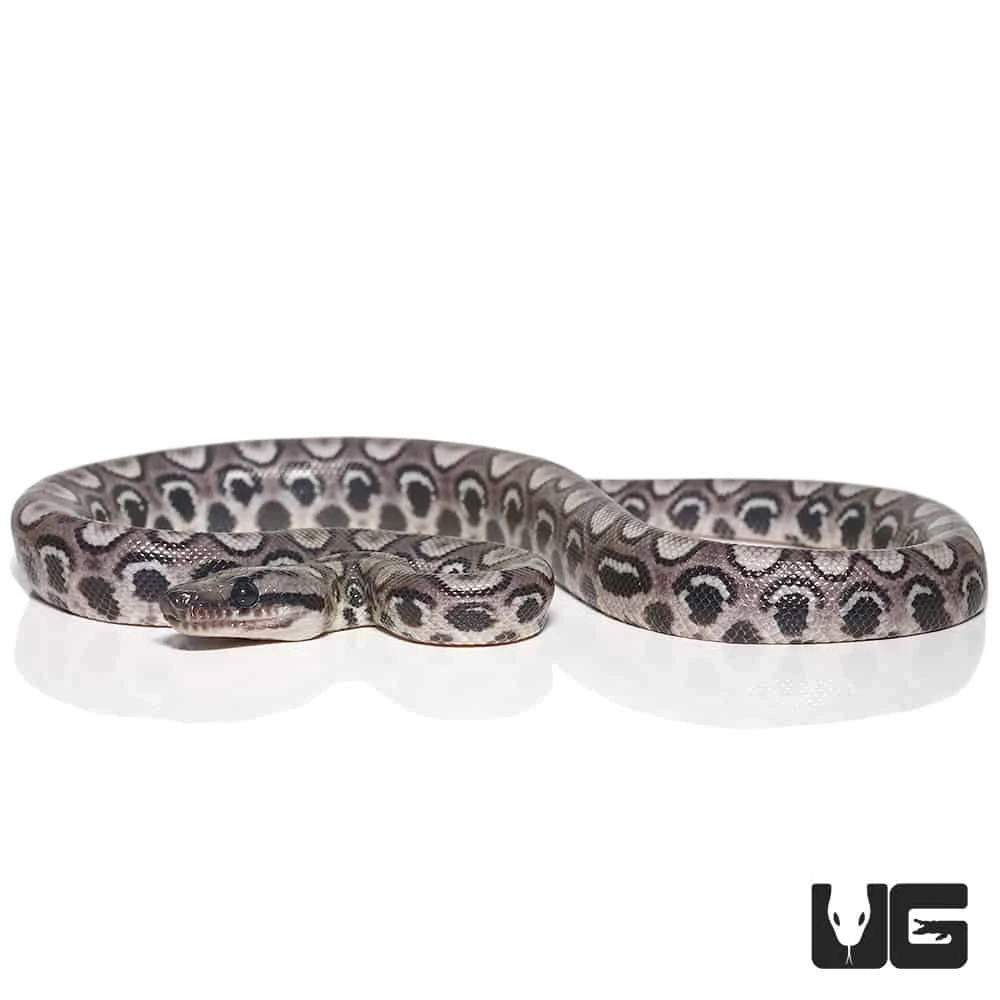 Baby Black Anery Brazilian Rainbow Boa #1 - Image 3