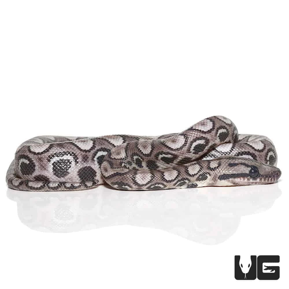 Baby Black Anery Brazilian Rainbow Boa #1 - Image 2